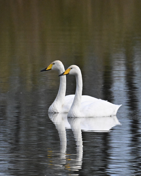 オオハクチョウ4480