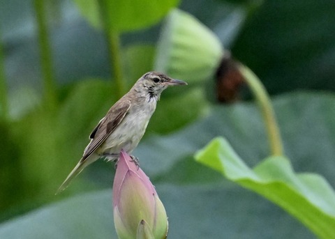 オオヨシキリ1639