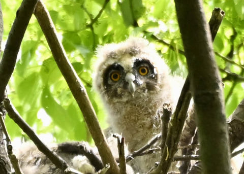 トラフズクのヒナ1840