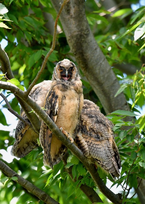 トラフズクのヒナ①②③0455 - コピー