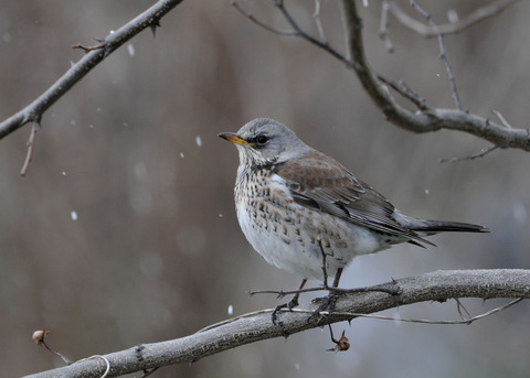 ノハラツグミ1161