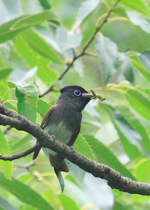 サンコウチョウ♀2576