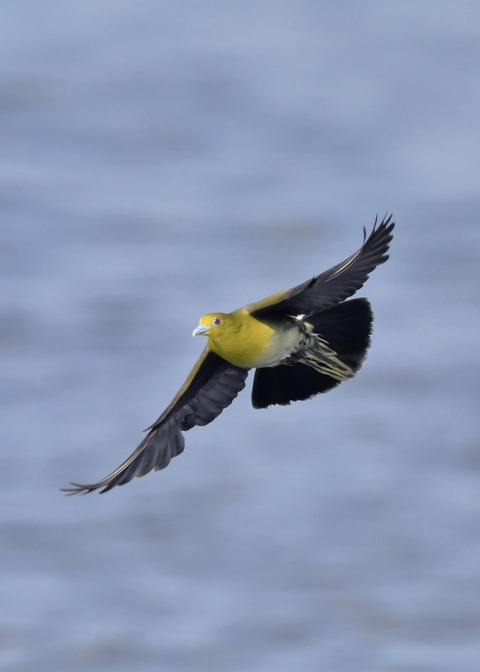 アオバト♀6246