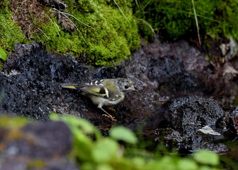 キクイタダキ幼鳥2834