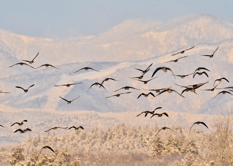 マガン0406