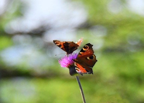 クジャクチョウ1399