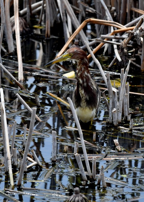 アカガシラサギ1351