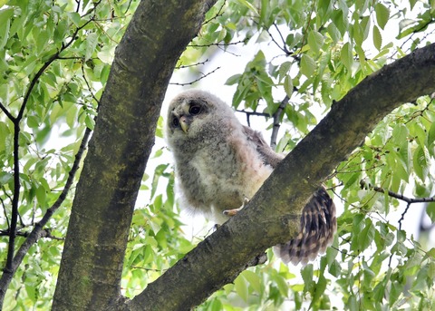 フクロウのヒナ②4281