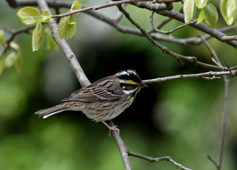 キマユホオジロ♀0771
