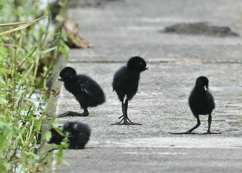 ヒクイナのヒナ4359