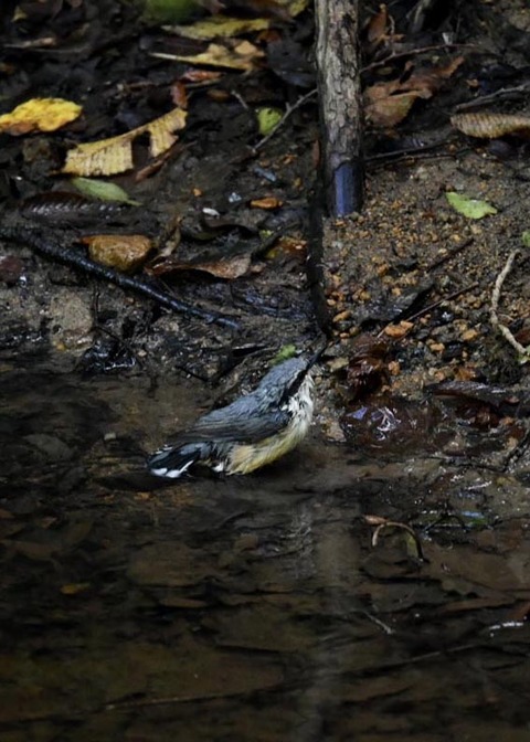 コ゜シ゜ュウカラ7729