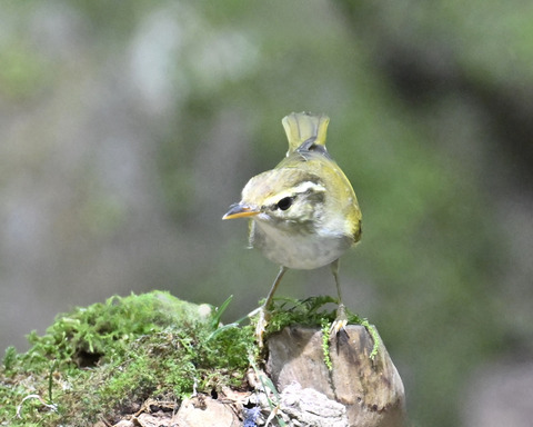センダイムシクイ2303