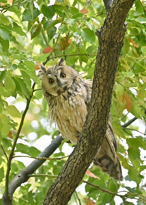 トラフズク♂6831