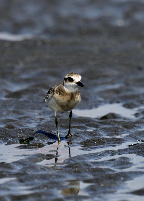 メダイチドリ2507