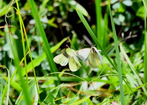 ミヤマモンキチョウ♂・♀2157◎