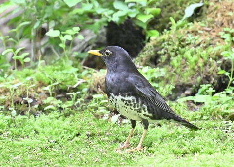 クロツグミ♂2911