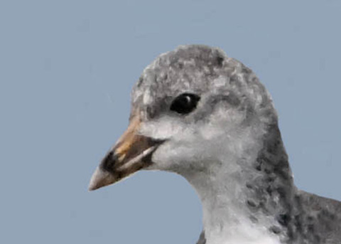 オオバン幼鳥6000