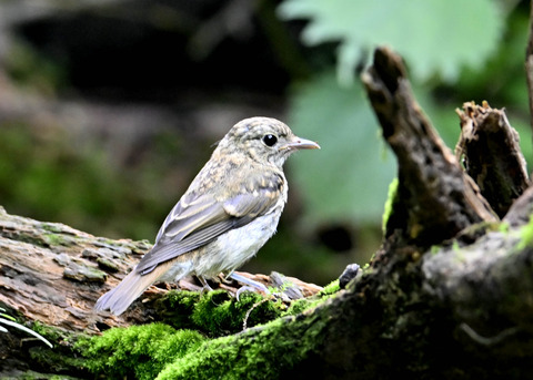 キビタキ幼鳥0462