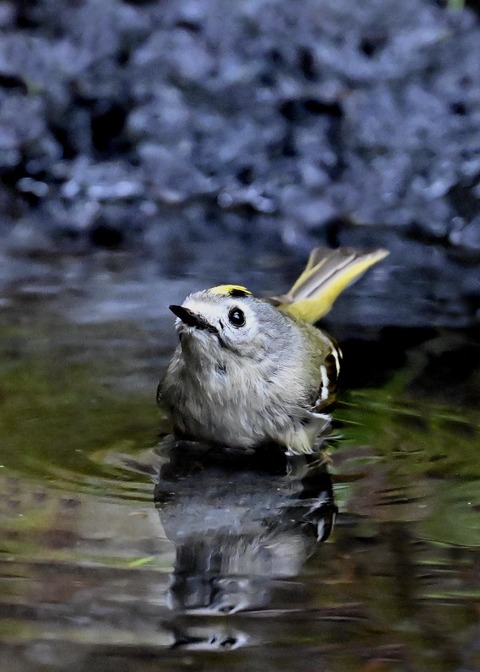 キクイタダキ♀0082