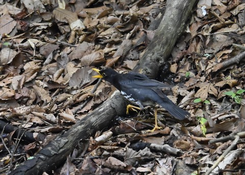 クロツグミ♂5444