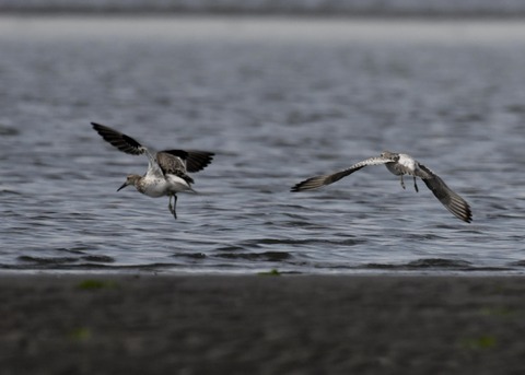 飛ぶ・オバシギ幼鳥4615