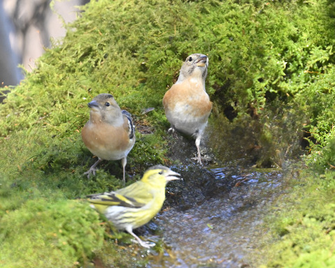 アトリ♀2754