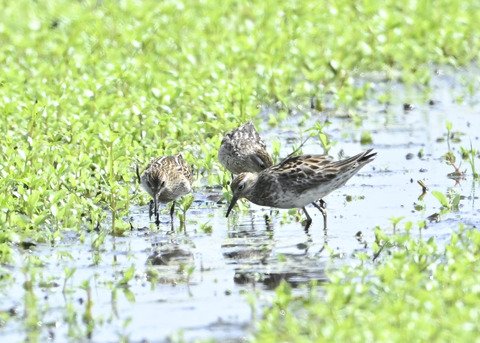 ウズラシギ夏羽後期0376