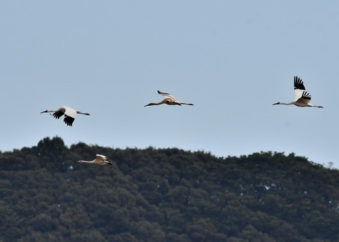 飛ぶ・ソデグロヅル8013