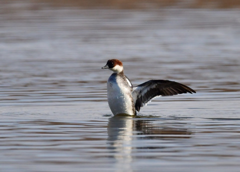 ミコアイサ♀8959