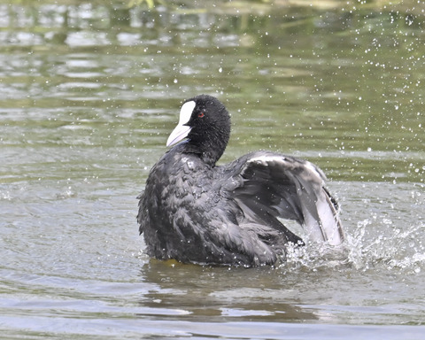 オオバンの水浴び7277