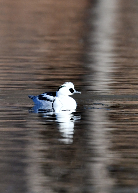 ミコアイサ♂8356