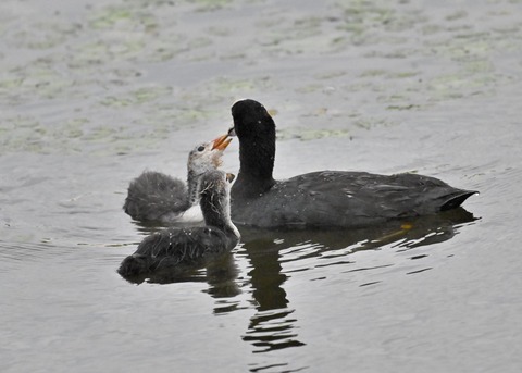オオバン親子7089