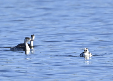 ミコアイサ♂0317