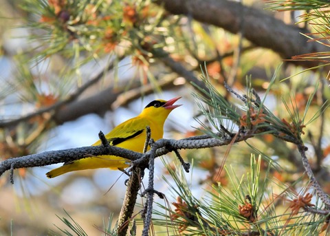 コウライウグイス2904