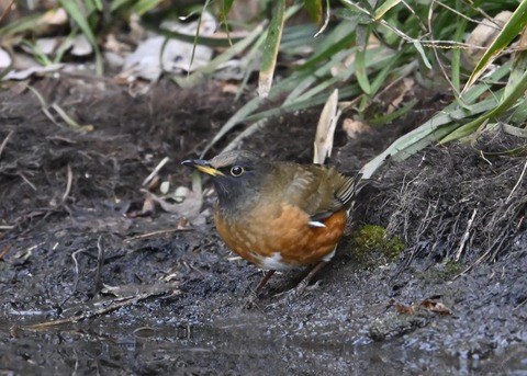オオアカハラ5290