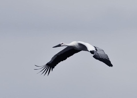 飛ぶ・コウノトリ3389