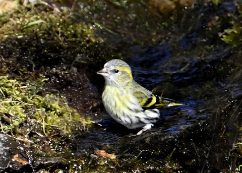 マヒワ♀7364