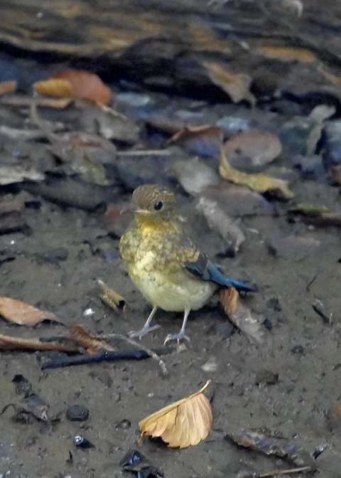 オオルリ♂幼鳥4275