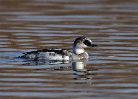 ミコアイサ♂8843