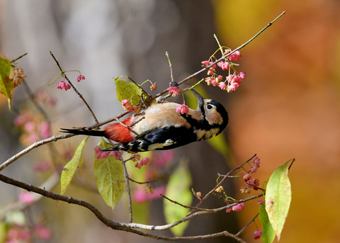 アカゲラ♀1786