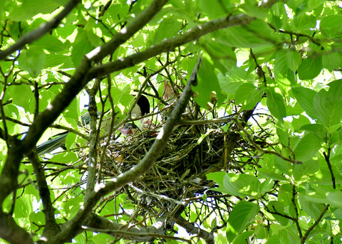 オナガの営巣5553