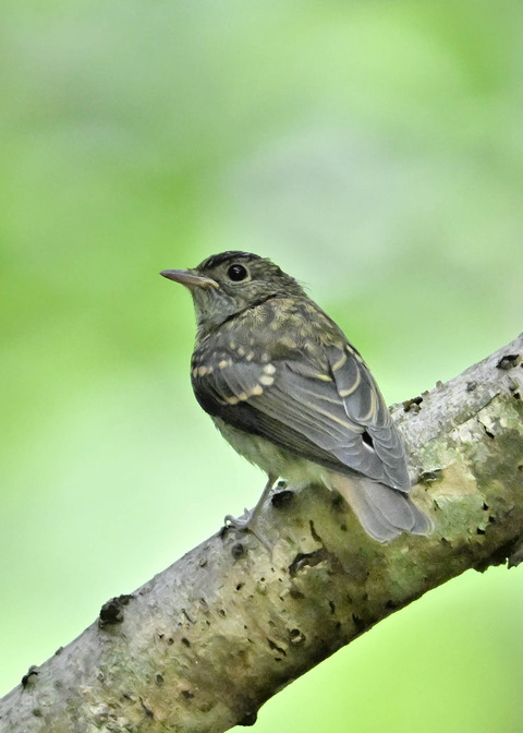 キビタキ幼鳥2662