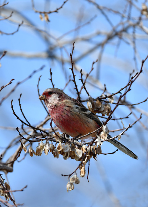 ベニマシコ♂1501