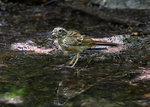 ホオジロ幼鳥6285