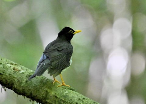 クロツグミ♂5726