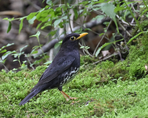 クロツグミ♂5755