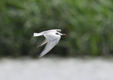 クロハラアジサシ8246