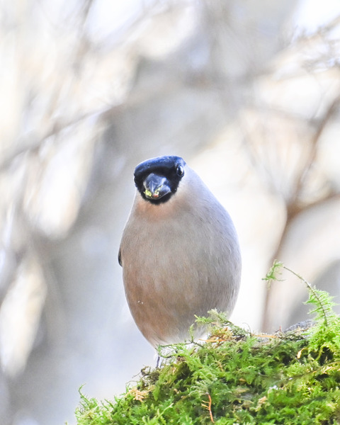 ウソ♀6750
