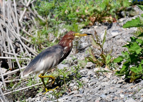 アカガシラサギ2803