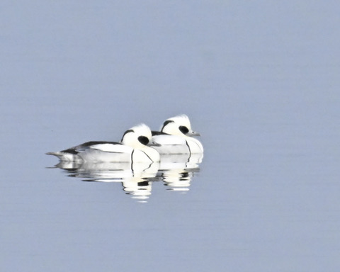 ミコアイサ♂4638